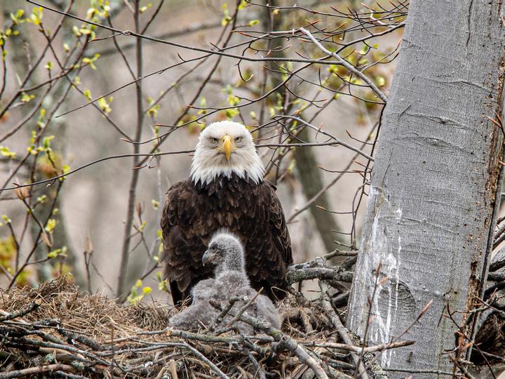 Big Bear Frontier | Big Bear Lake, California | 12