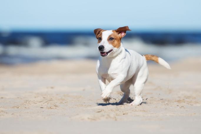Big Bear Frontier | Big Bear Lake, California | Brown and white dog running in sand