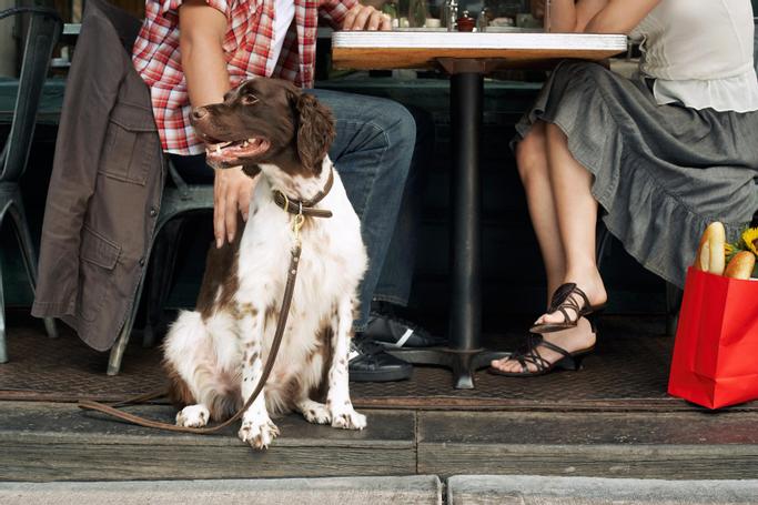 Big Bear Frontier | Big Bear Lake, California | White dog with brown head on leash under outdoor patio table