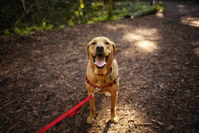 Big Bear Frontier | Big Bear Lake, California | Golden retriever on red leash on trail