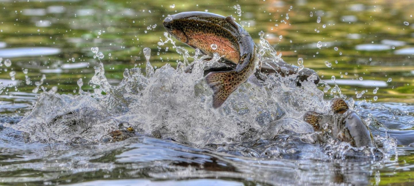 Big Bear Frontier | Big Bear Lake, California | 1