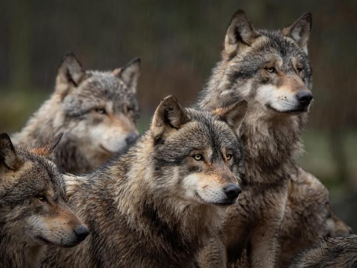 Big Bear Frontier | Big Bear Lake, California | 7